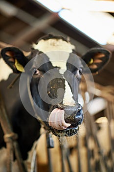 Close up of a black and white cow