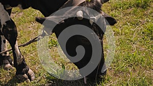 Close-up of a black and white cow eating grass in a meadow.