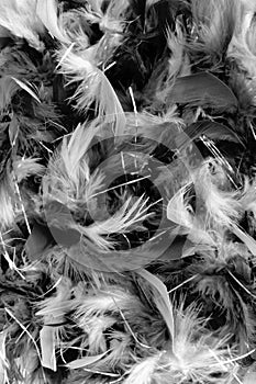 close up of the black and white feather texture
