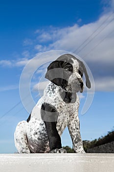 Close-up black and white german shorthaired pointer puppy dog