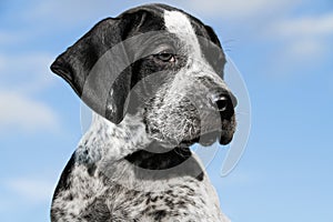 Close-up black and white german shorthaired pointer puppy dog