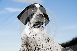 Close-up black and white german shorthaired pointer puppy dog