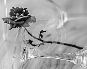 Close up black and white image of wine glasses and a single rose