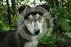 Close up of a black with white innocent and cute head of old puppy with forest in the background