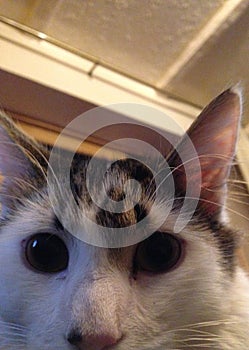 Close up of a black and white longhair cat