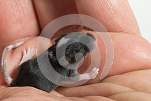 Close-up black and white newborn blind mouse baby on human hand