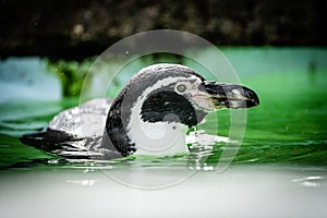 Close-up of a black and white Penguin Humboldt (Spheniscus humboldti) swimming in a pond