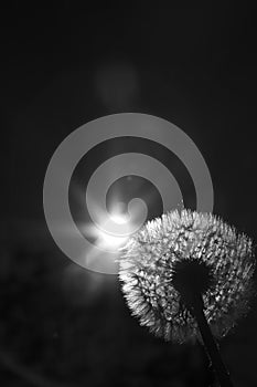 Close up black and white photo of a dandelion plant with sun shining from behind it creating a decorative lens flare