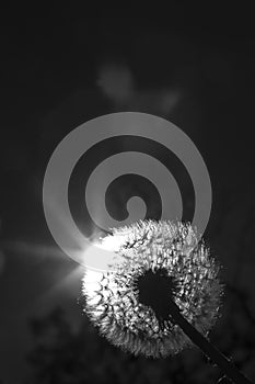 Close up black and white photo of a dandelion plant with sun shining from behind it creating a decorative lens flare