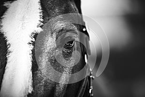 A close up black-and-white portrait of a Bay horse with a halter on its muzzle. The horse has beautiful eyes with long lashes
