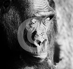 Close up black and white portrait of gorilla