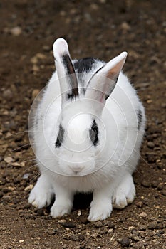 Close up of a black white rabbit