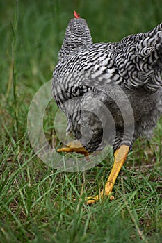 Black and white rooster chicken running