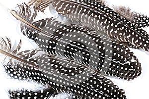 Close up of Black and White Spotted Guinea Fowl Feathers