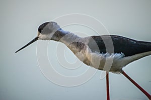 Close up of a Black-winged Stilt in Gujarat, India