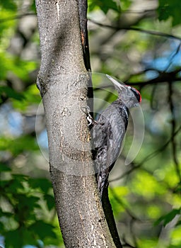 Close up of Black woodpecker Dryocopus martius