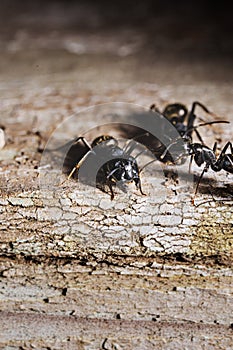 close-up. A black woodworm ant on the surface of a tree.