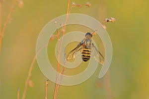 Bombyliidae beefly