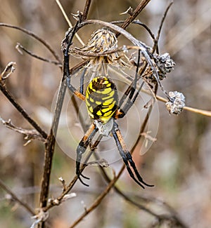 Close up Black and yellow Spider in the field photo