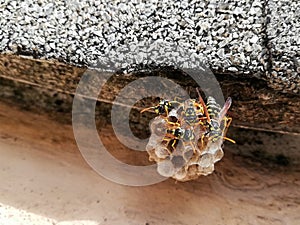 Close up of  black yellow wasps on  wasps nest