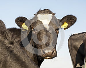 Close up of a black young cow with pouting bottom lip and with a white spot on her forehead