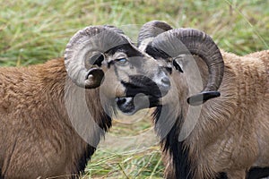 Close up of blackbellied sheep.