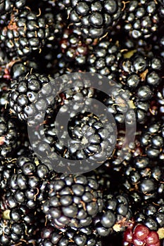 Close-up of Blackberries