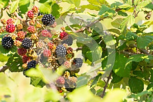 Close Up of Blackberries in Itay in Late Summer