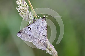 Close up of Blackneck in the field