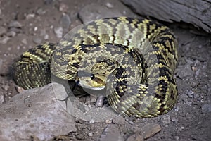 Close Up Blacktail Rattlesnake with Forked Tongue on Rock