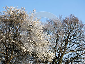 Close up of blackthorn tree with blossom flowers against a blue sunlit spring sky