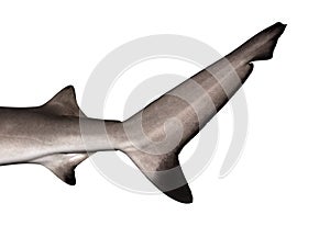 Close-up of a Blacktip reef shark's caudal fin photo