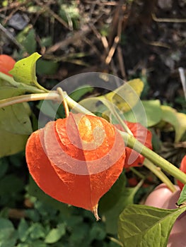 Close up of a Bladder cherry Physalis alkekengi,