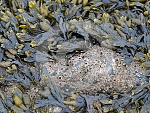 Close-up of bladder wrack and barnacles at the North Sea coast