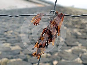 Close-up of bladder wrack hanging on a fence