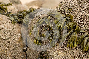 Close up bladder wrack seaweed attached to barnacle covered rock on the beach