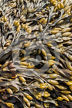 Close up of Bladder Wrack seaweed Fucus vesiculosus