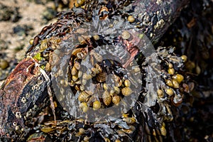 A close up of bladder wrack, with a shallow depth of field