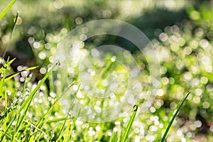 Close up of a blade of grass with drops of shiny dew in the sun