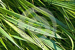 Close-up of blades of grass with dewdrops