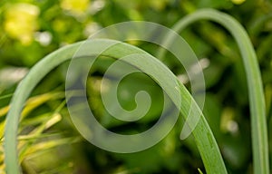 Close up of blades of grass, greenery background