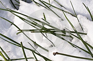 Close up of blades of grass under the snow