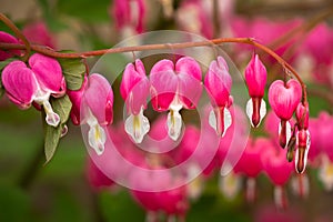 Close-up of Bleeding Heart Flower Blossom