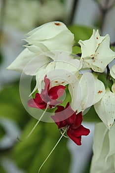 Bleeding heart flower blooming at a tropical garden