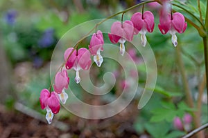 Perfect row of bleeding heart flowers, also known as `lady in the bath`or lyre flower, photographed at RHS Wisley gardens, UK.