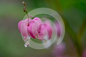 Macro of bleeding heart flower, also known as `lady in the bath`or lyre flower, photographed at RHS Wisley gardens, UK. photo