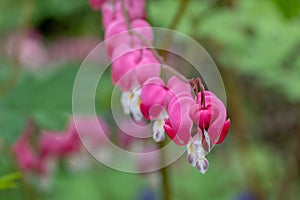 Macro of bleeding heart flowers, also known as `lady in the bath`or lyre flower, photographed at RHS Wisley gardens, UK.