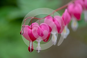 Macro of bleeding heart flowers, also known as `lady in the bath`or lyre flower, photographed at RHS Wisley gardens, UK.