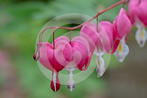 Macro of bleeding heart flowers, also known as `lady in the bath`or lyre flower, photographed at RHS Wisley gardens, UK.