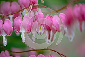 Macro photo of bleeding heart flowers, also known as `lady in the bath`or lyre flower, photographed in Surrey, UK.